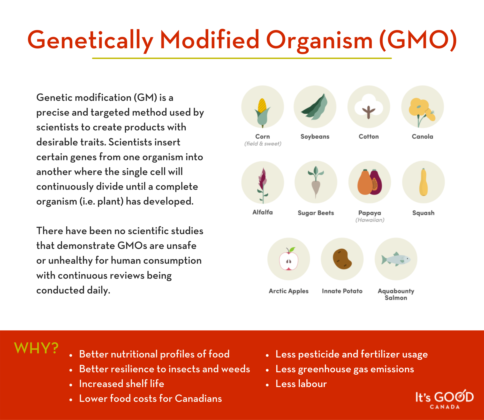 GMOs Infographic